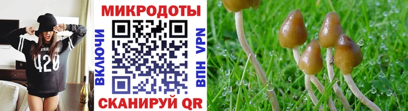 Псилоцибиновые грибы Psilocybe  Купить  Нурлат 